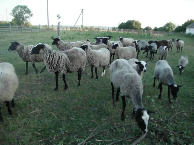 романівські вівці 3.png