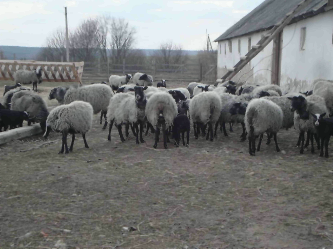 романівські вівці 5.png