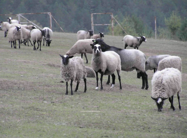романівські вівці 7.png