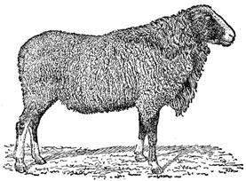 romanov sheep ram