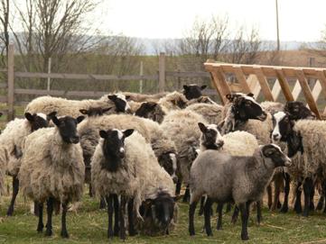 Вівці романівської породи. Ферма Зелений Дуб