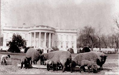 Вівці на південній галявині Білого Дому